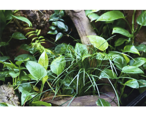 Close-up van een terrariumbeplanting met verschillende plantsoorten