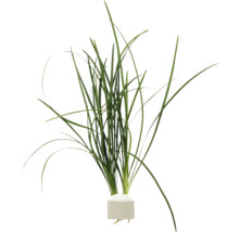 Aquariumplant met lange groene bladeren