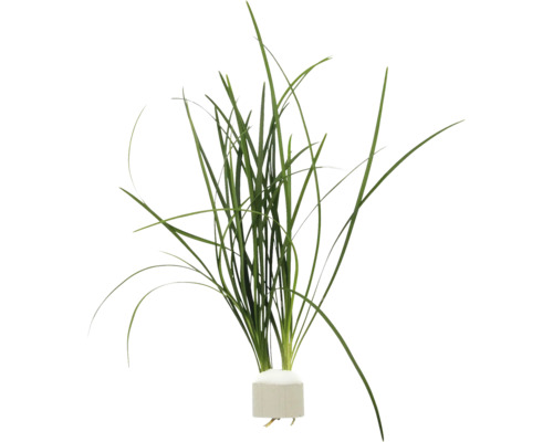 Aquariumplant met lange groene bladeren