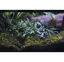 Aquariumplanten en mos op een stuk hout