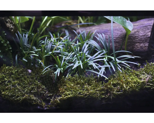 Aquariumplanten en mos op een stuk hout