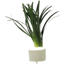 Groene aquariumplant in een cementen pot