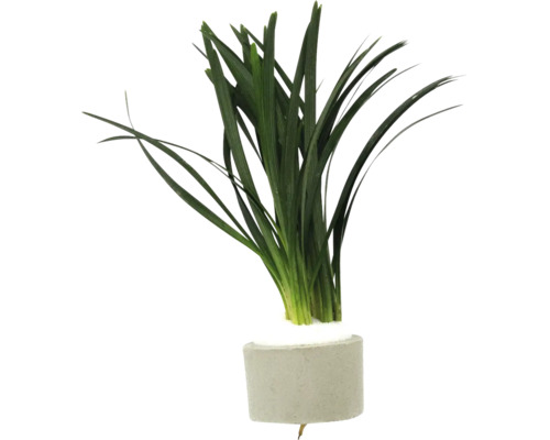 Groene aquariumplant in een cementen pot