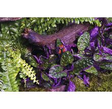 Close-up van schaaldieren en planten in een terrarium