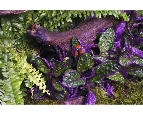 Close-up van schaaldieren en planten in een terrarium