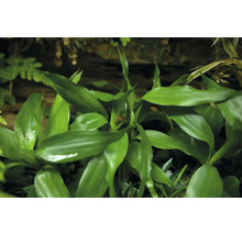 Groene drakenboom plant met bladeren