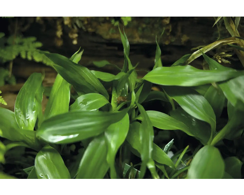 Groene drakenboom plant met bladeren