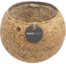 Kokosnootschaal als plantenbak met KOKODAMA label