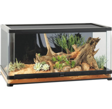 Ingericht terrarium met planten en wortelhout