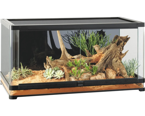 Ingericht terrarium met planten en wortelhout