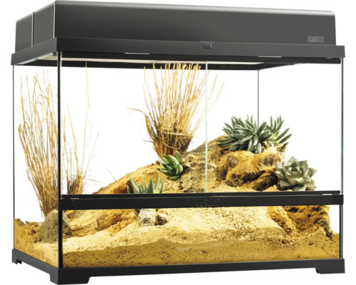 Ingericht terrarium voor woestijnbewoners met planten en zand