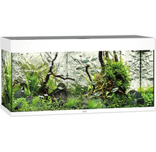 Aquarium met vissen, planten en stenen
