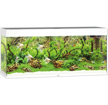 Volledig ingericht aquarium met vissen en planten