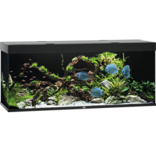 Aquarium met vissen, planten en decoraties
