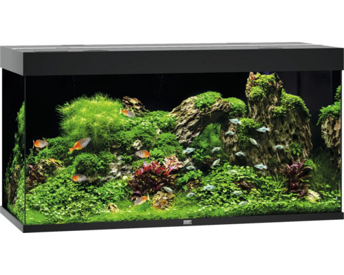 Ingericht aquarium met vissen en planten