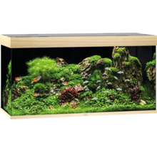 Ingericht aquarium met vissen en planten