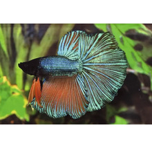 Siamese kempvis in aquarium