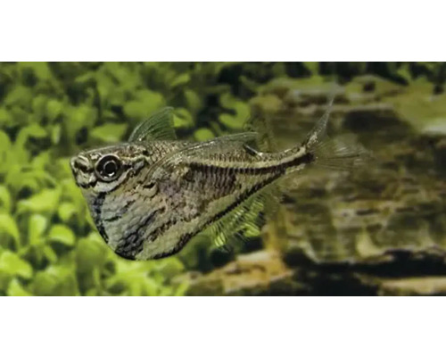 Pantser meerval in aquarium