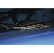 Steur in aquarium