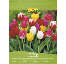 20 Triumph Tulpenmix van FloraSelf