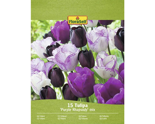 FloraSelf Tulpenmix Purple Rhapsody, verpakking van 15 stuks