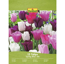FloraSelf Tulpen Spring Bliss mix, verpakking met 15 stuks