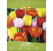 Verpakking Tulpen Triumph Aurora Mix met 15 stuks