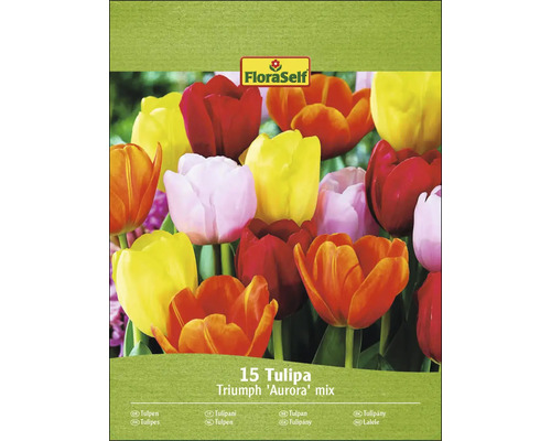 Verpakking Tulpen Triumph Aurora Mix met 15 stuks