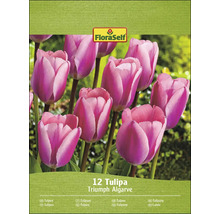 Verpakking Triumph Tulpen Algarve, 12 stuks