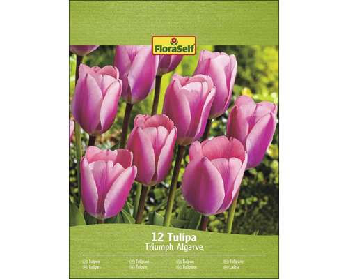 Verpakking Triumph Tulpen Algarve, 12 stuks