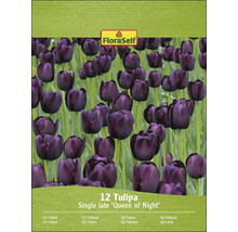 Verpakking met 12 tulpen van het type Queen of Night