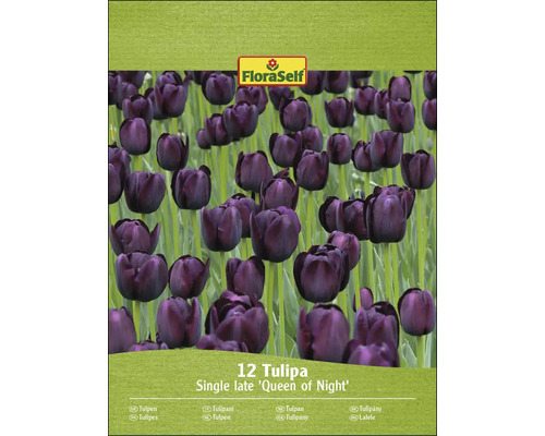 Verpakking met 12 tulpen van het type Queen of Night