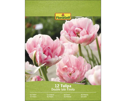 Verpakking tulpenbollen van de soort Double Late Finola
