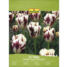 FloraSelf Triumph ''Grand Perfection'' tulpenverpakking met twaalf stuks