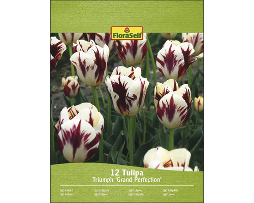 FloraSelf Triumph ''Grand Perfection'' tulpenverpakking met twaalf stuks