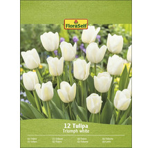 FloraSelf Triumph witte tulpen, 12 stuks