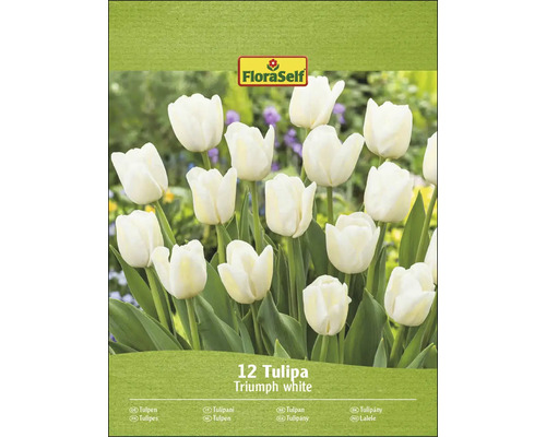 FloraSelf Triumph witte tulpen, 12 stuks