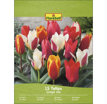 FloraSelf Tulpen Greigii mix, verpakking van 15 stuks