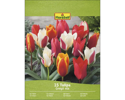 FloraSelf Tulpen Greigii mix, verpakking van 15 stuks