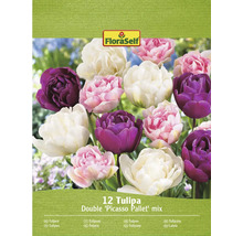 Verpakking met 12 tulpenbollen, soort Double Picasso Pallet mix