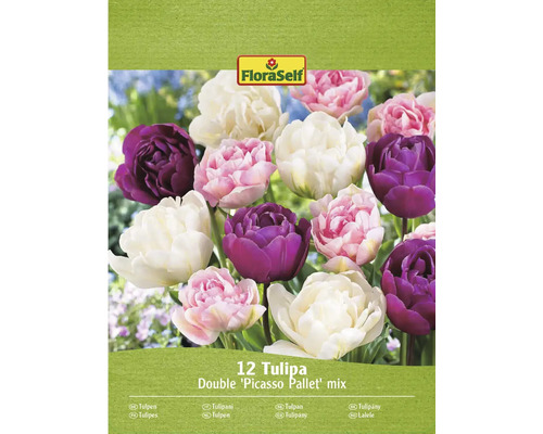 Verpakking met 12 tulpenbollen, soort Double Picasso Pallet mix