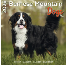 Bernese Mountain Dogs kalender 2026