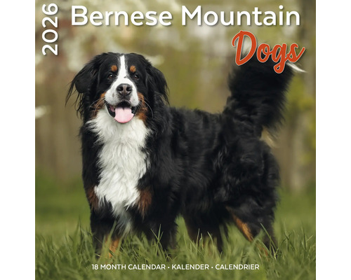 Bernese Mountain Dogs kalender 2026