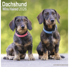 Ruwharige teckel kalender 2026 met twee honden