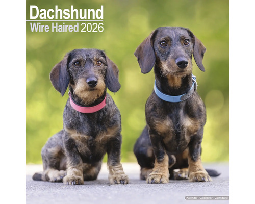 Ruwharige teckel kalender 2026 met twee honden