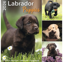 Labradorpuppykalender 2026