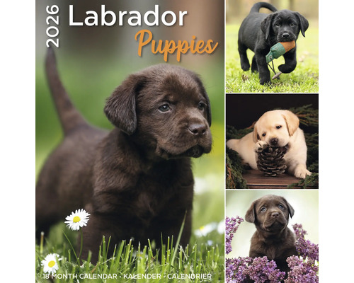 Labradorpuppykalender 2026