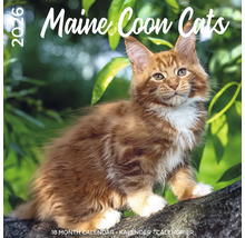 Maine Coon kattenkalender