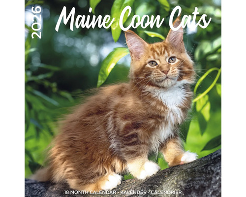 Maine Coon kattenkalender