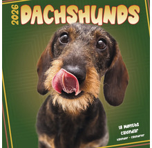 Teckel kalender 2026 met teckel afbeelding